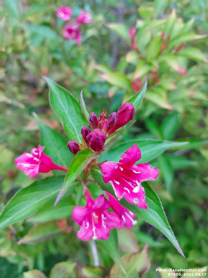67500CrLe - Weigela in Dan, Kim - Tobias' garden